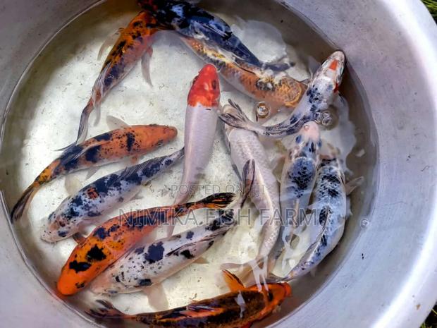 Goldfish, Koi Direct From Farm - thumbnail 8