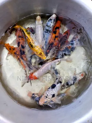 Goldfish, Koi Direct From Farm