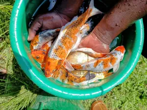 Koi Fish Fingerlings for Sale