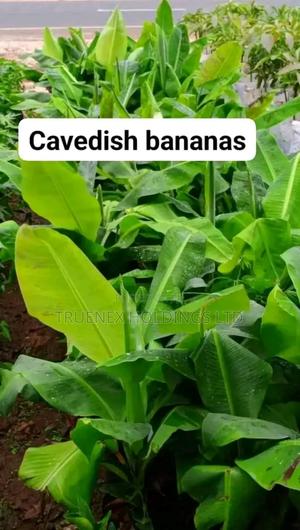 Banana Seedlings for Agri Investment
