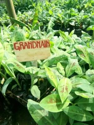 Tc Banana Seedlings That Advances Agribusiness
