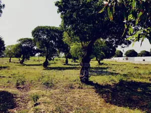 Malindi Airport View Garden