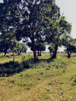 Malindi Airport View Garden