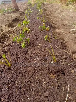 Strawberries Seedlings And Fruits