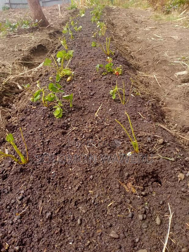 Strawberries Seedlings And Fruits - thumbnail 4