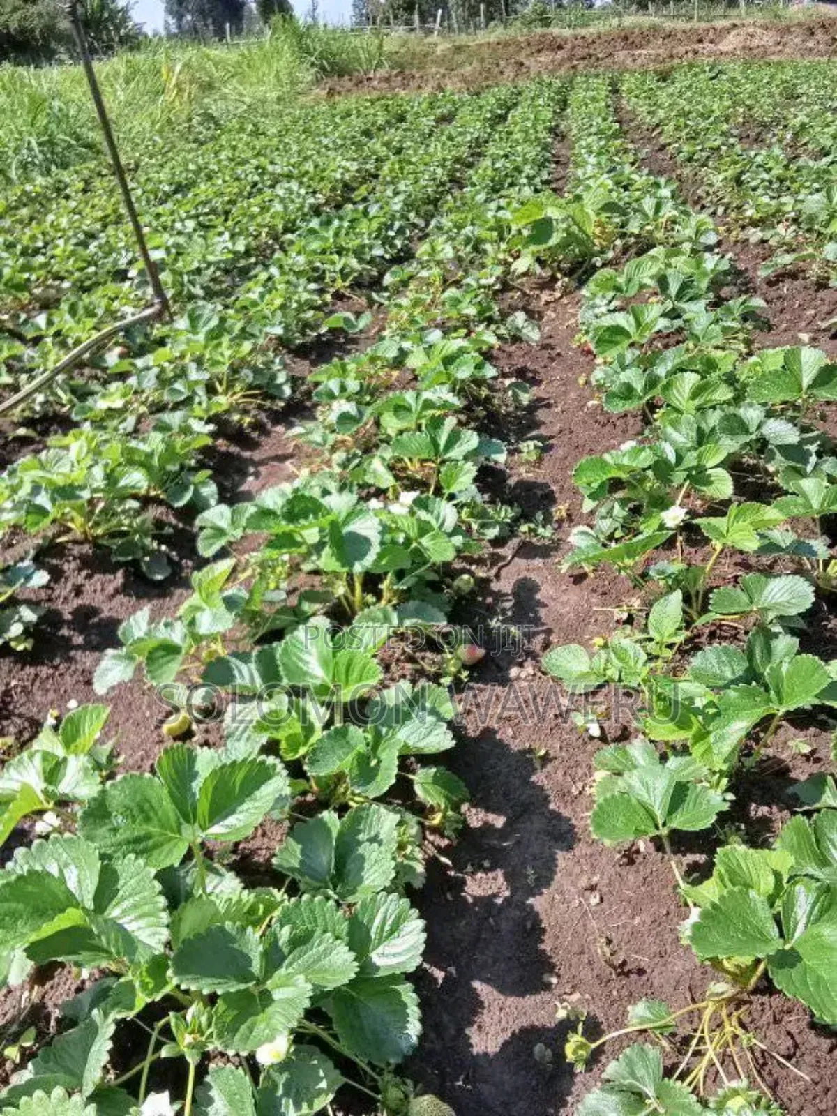 Strawberries Seedlings And Fruits