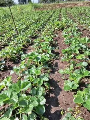 Strawberries Seedlings And Fruits
