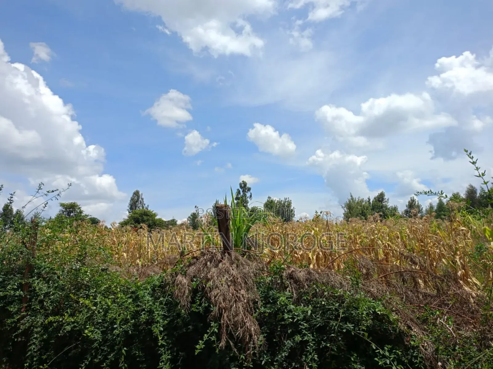 1 Acre Royal