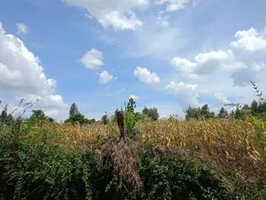 1 Acre Royal