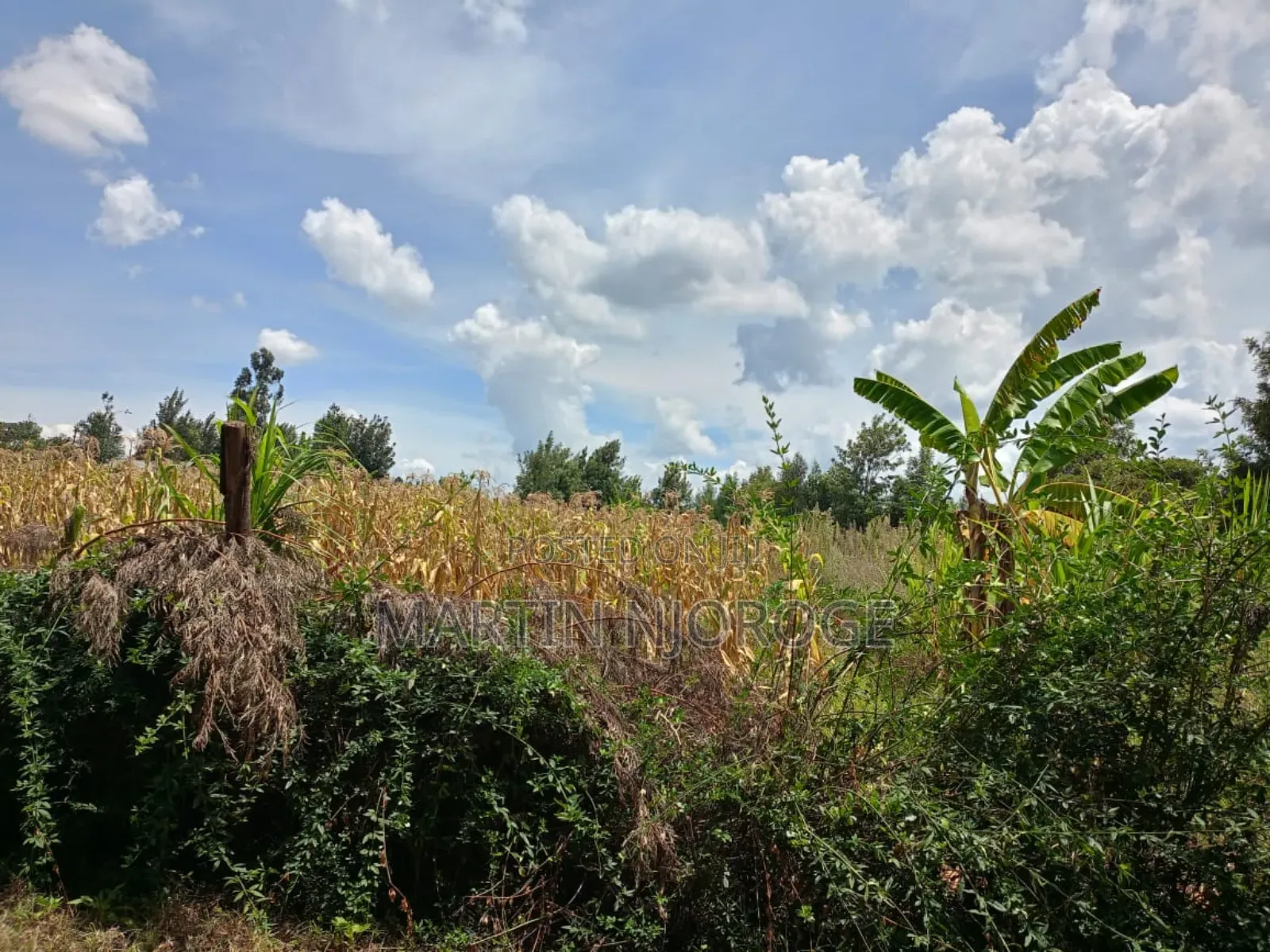 1 Acre Royal