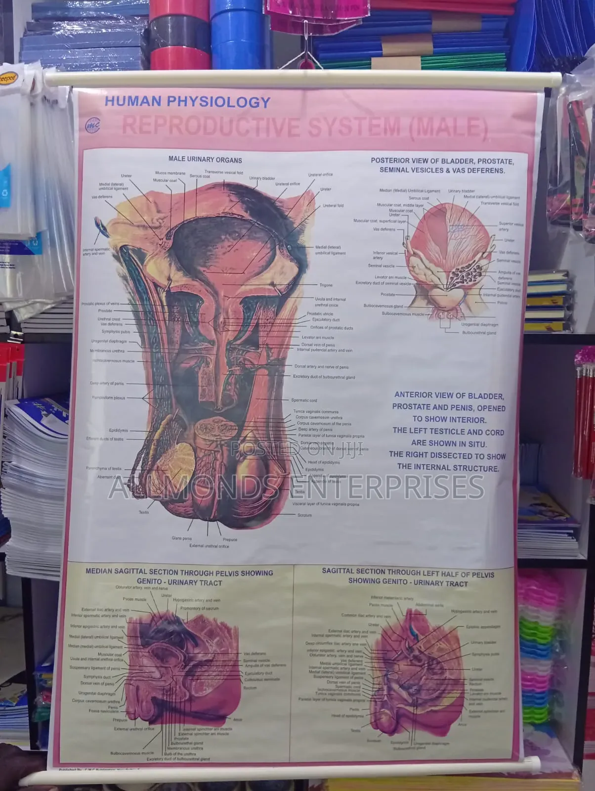 Chart- Human Physiology- Reproductive System Male