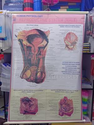 Chart- Human Physiology- Reproductive System Male - thumbnail 2