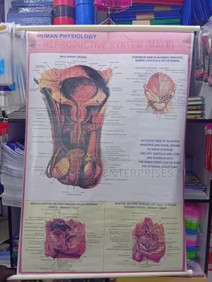 Chart- Human Physiology- Reproductive System Male