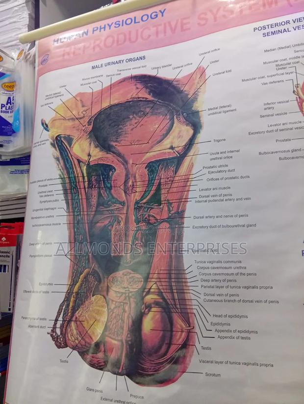 Chart- Human Physiology- Reproductive System Male - thumbnail 3