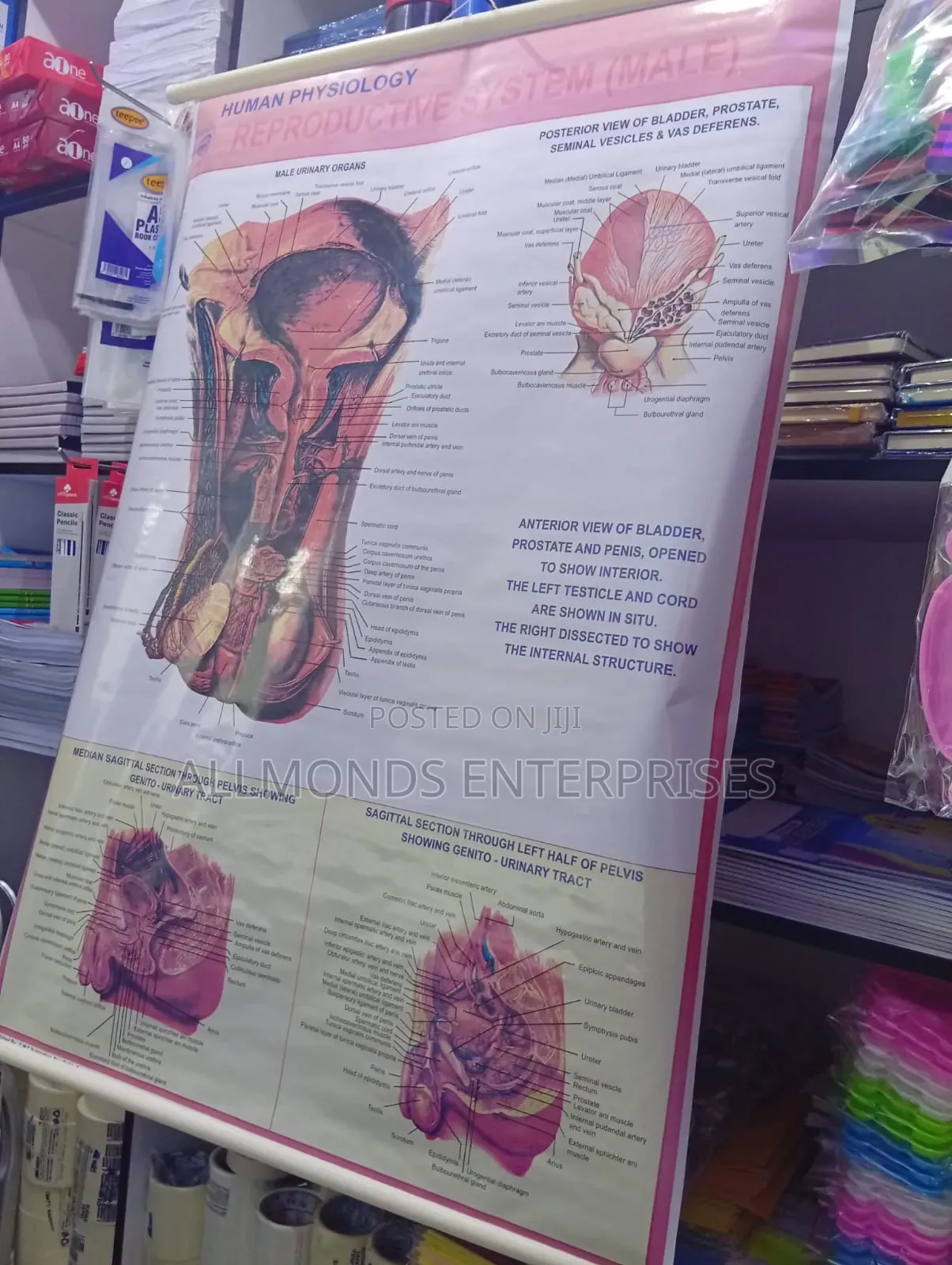 Chart- Human Physiology- Reproductive System Male