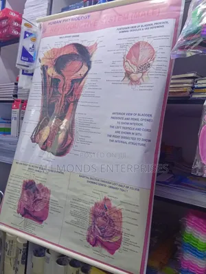 Chart- Human Physiology- Reproductive System Male
