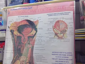Chart- Human Physiology- Reproductive System Male