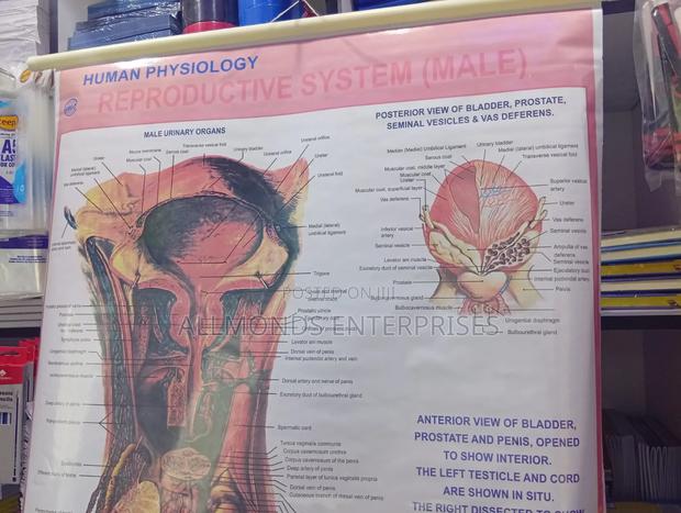 Chart- Human Physiology- Reproductive System Male - thumbnail 5