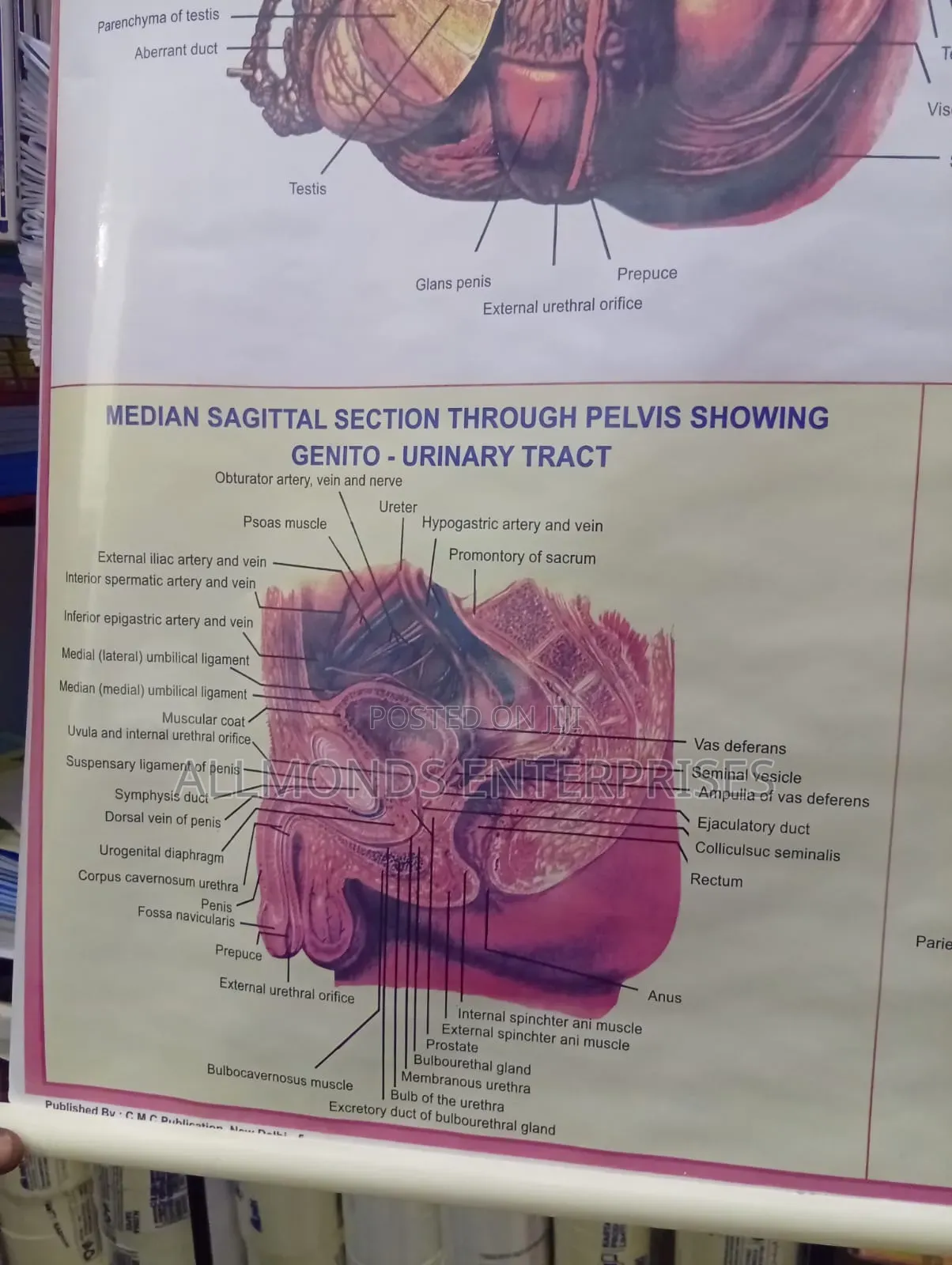 Chart- Human Physiology- Reproductive System Male
