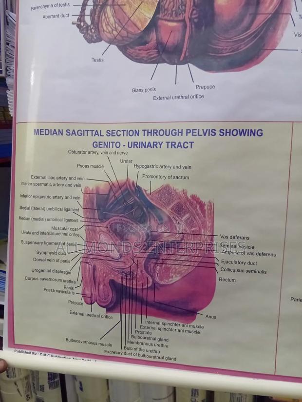 Chart- Human Physiology- Reproductive System Male - thumbnail 6