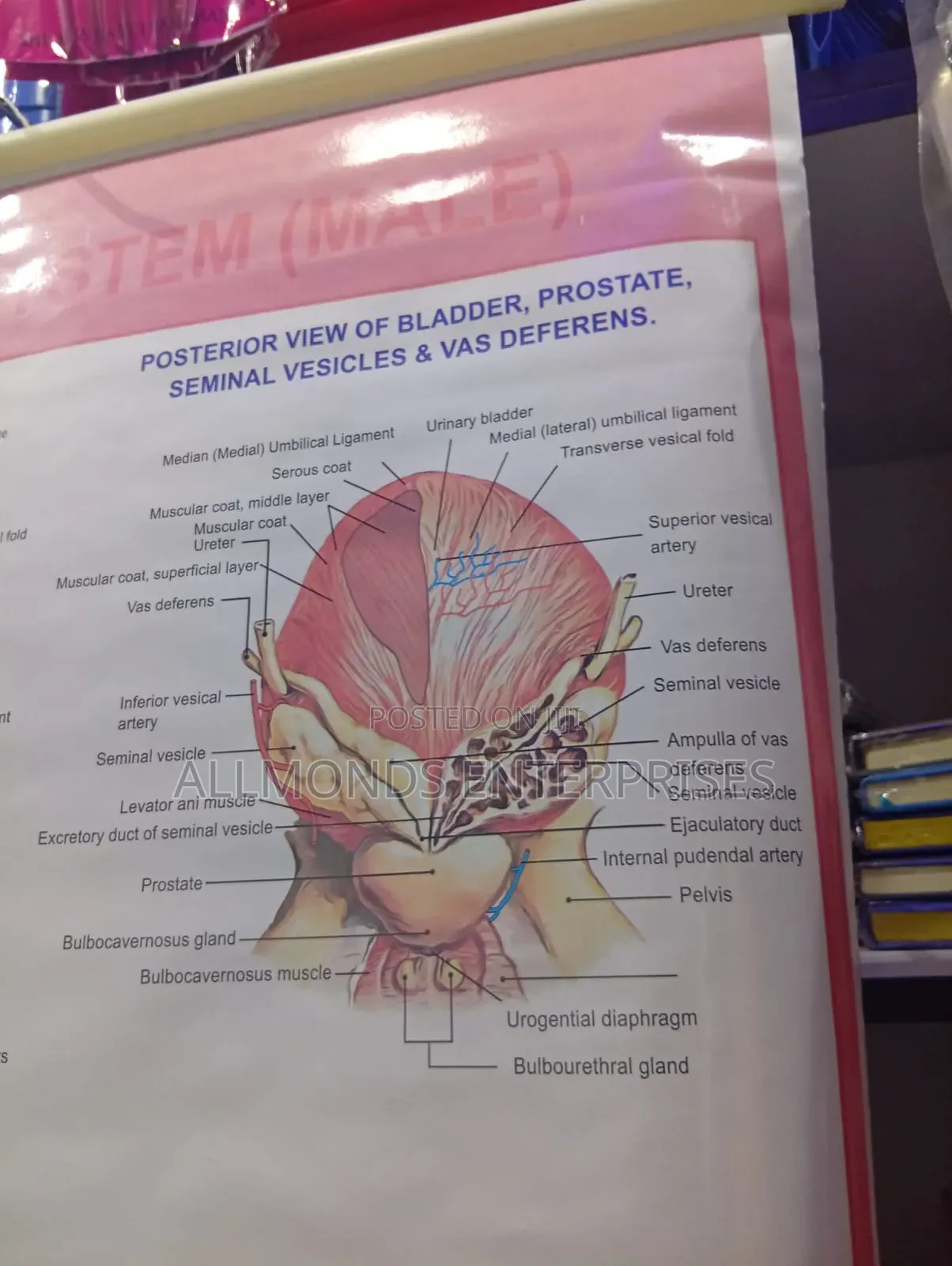 Chart- Human Physiology- Reproductive System Male