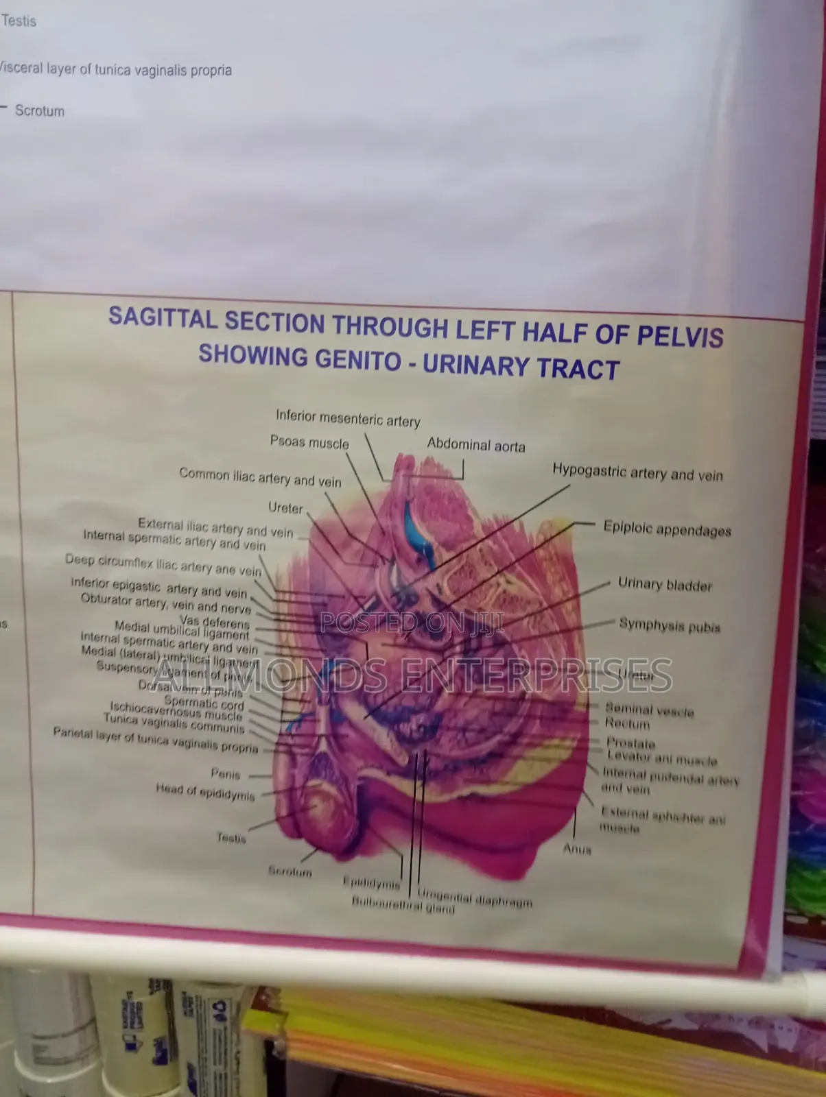 Chart- Human Physiology- Reproductive System Male