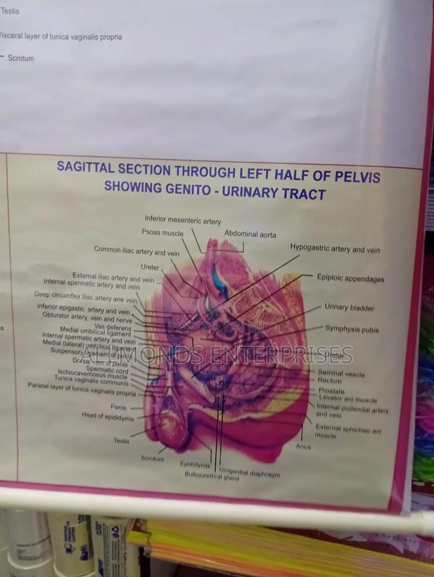 Chart- Human Physiology- Reproductive System Male - thumbnail 8
