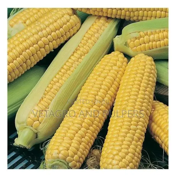 Hybrid Hybrix F1 Hybrid Sweet Corn Seeds
