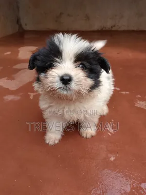 1-3 months Male Purebred Japanese Spitz