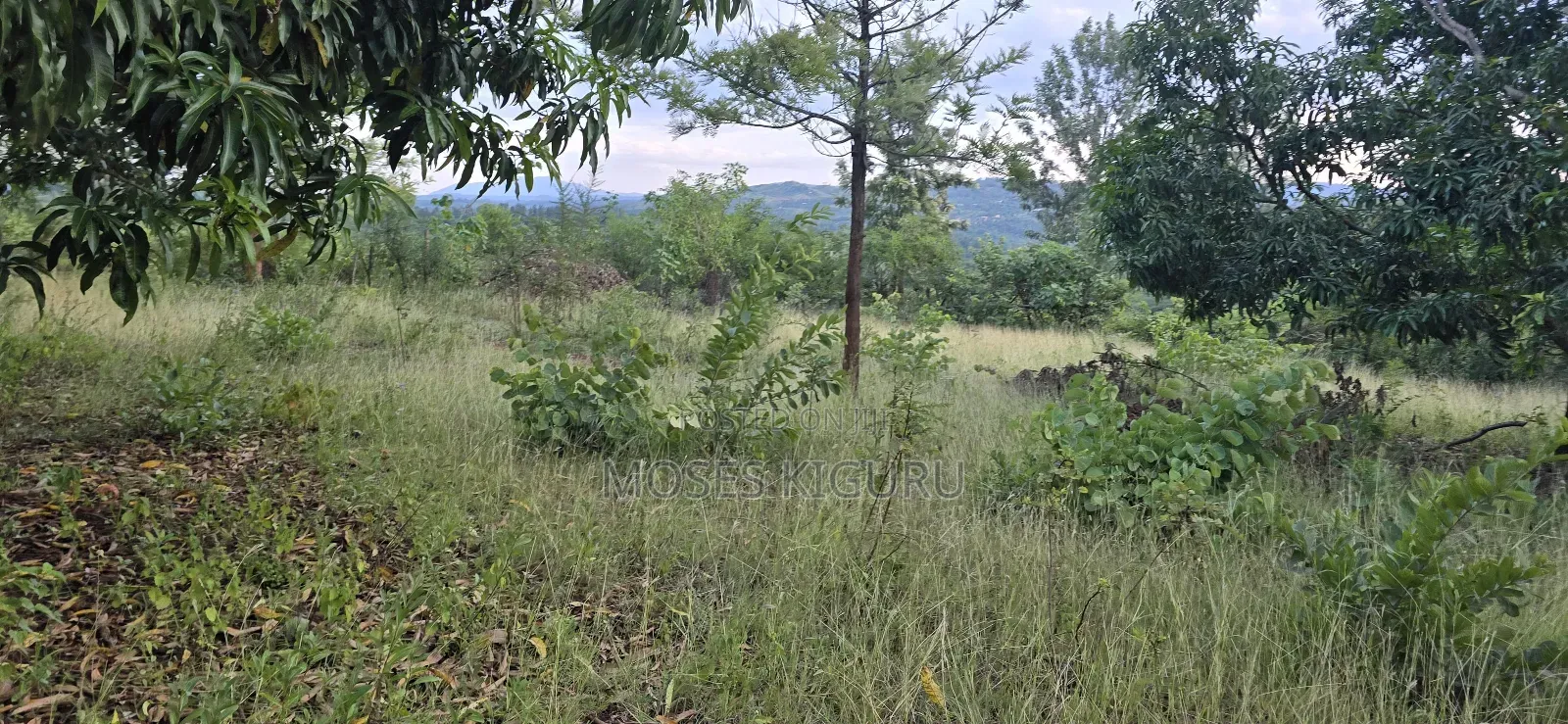 Makuyu 20 Acres for Sale.