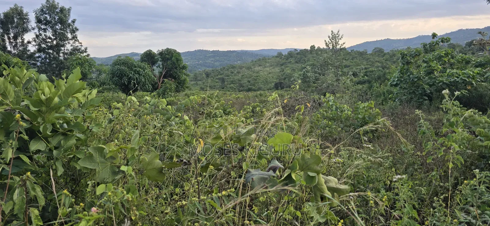 Makuyu 20 Acres for Sale.