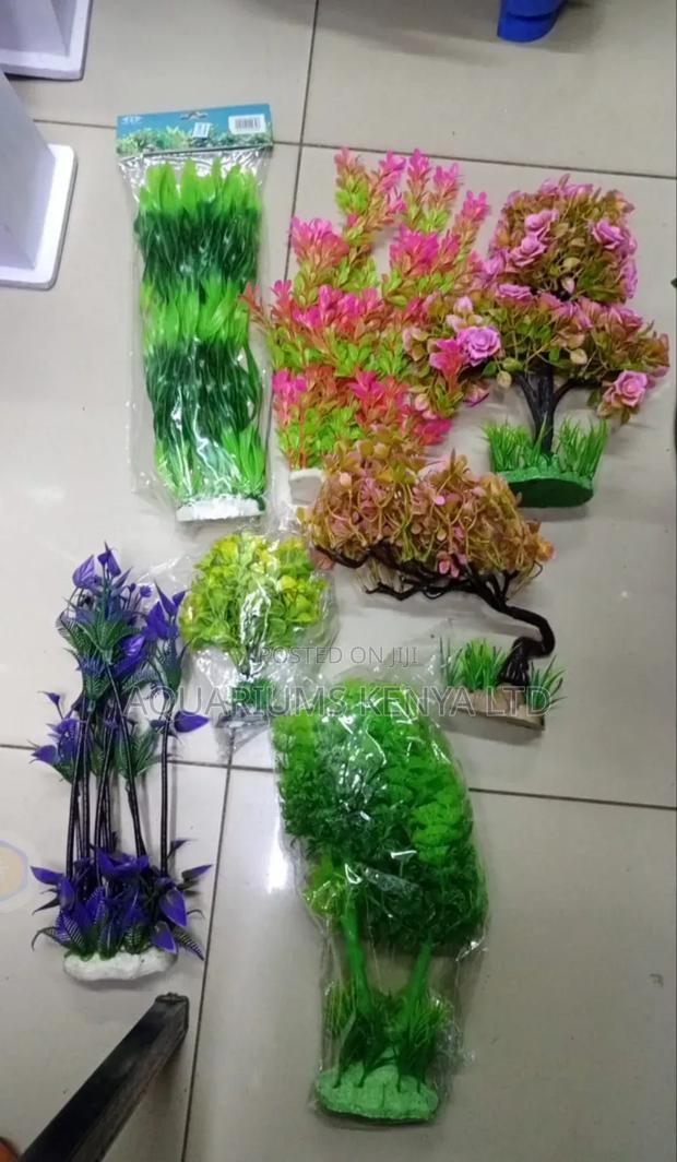 Unique Colour and Bush Aquarium Plants - main view