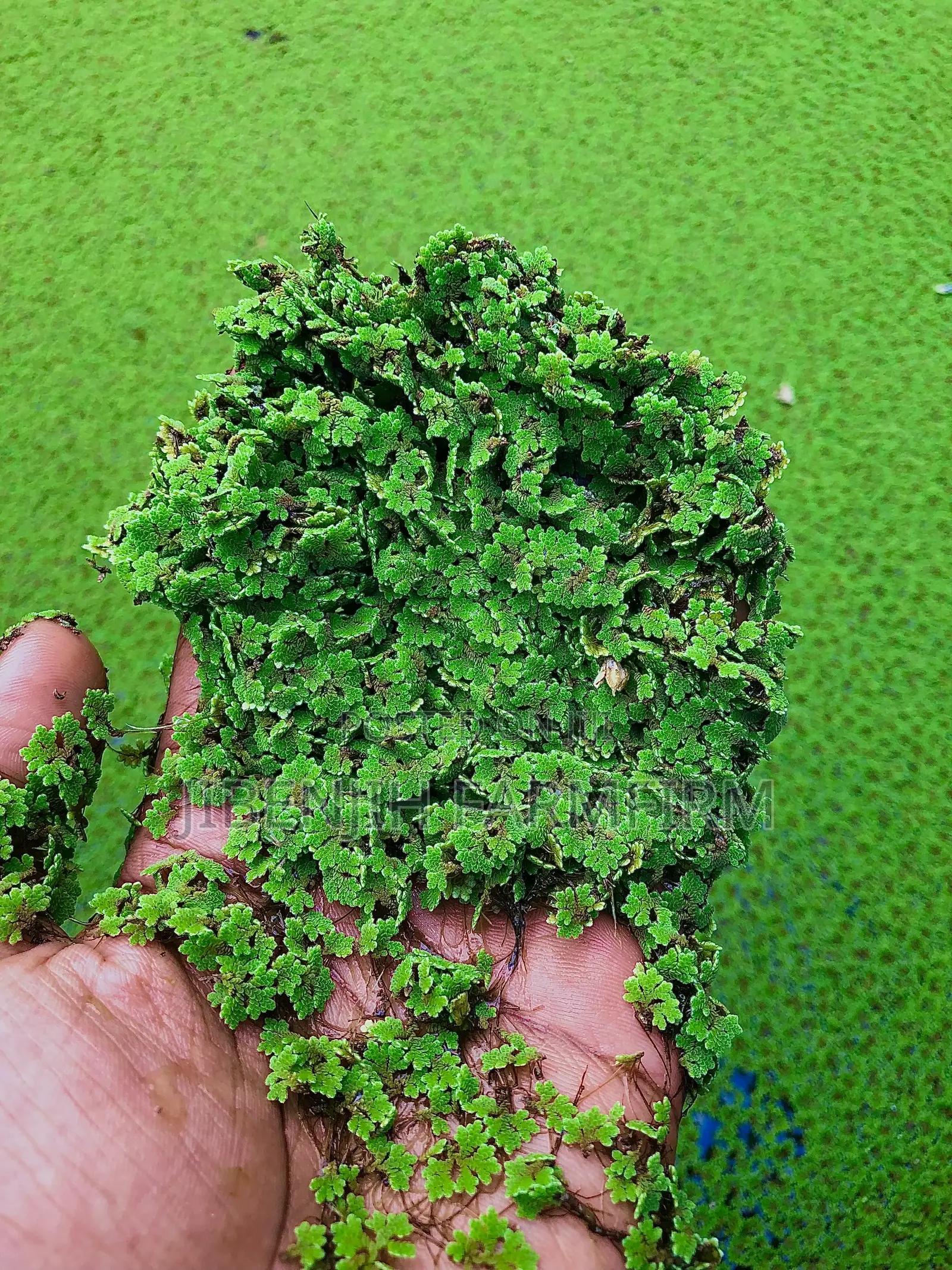 Azolla Seeds /Duck Weed. High Protein (30%)Animal Supplement