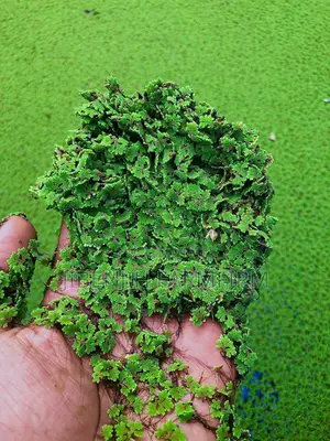 Azolla Seeds /Duck Weed. High Protein (30%)Animal Supplement