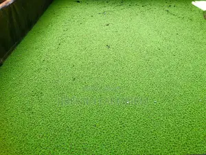 Azolla Seeds /Duck Weed. High Protein (30%)Animal Supplement