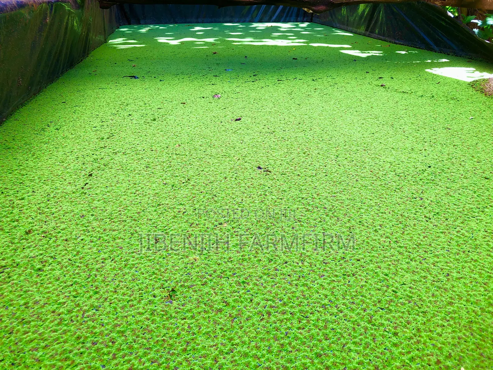 Azolla Seeds /Duck Weed. High Protein (30%)Animal Supplement