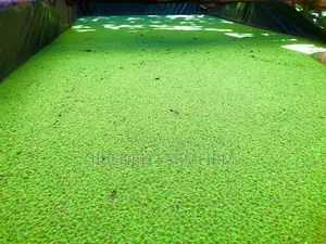 Azolla Seeds /Duck Weed. High Protein (30%)Animal Supplement