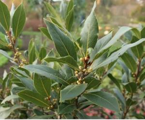 Bayleaf Seedlings - main view