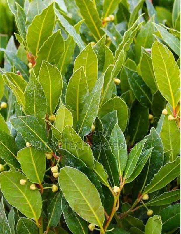 Bayleaf Seedlings - thumbnail 2