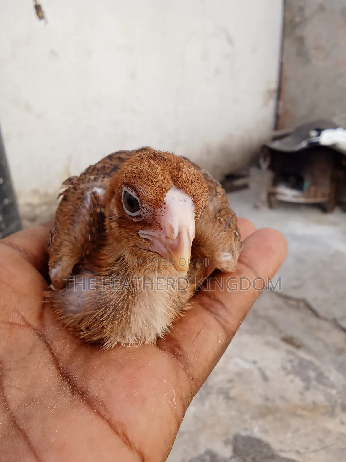 Kuchi Chicks