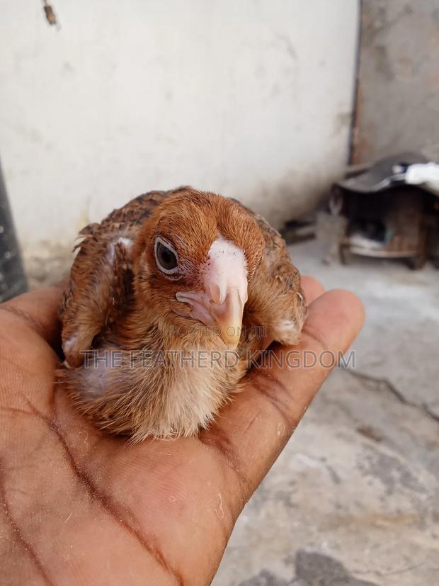 Kuchi Chicks - thumbnail 3