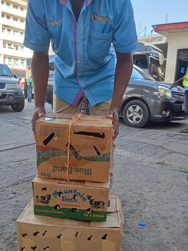 Kuchi Chicks - thumbnail 4