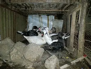Muscovy Drakes Mature Males and Female Ducks
