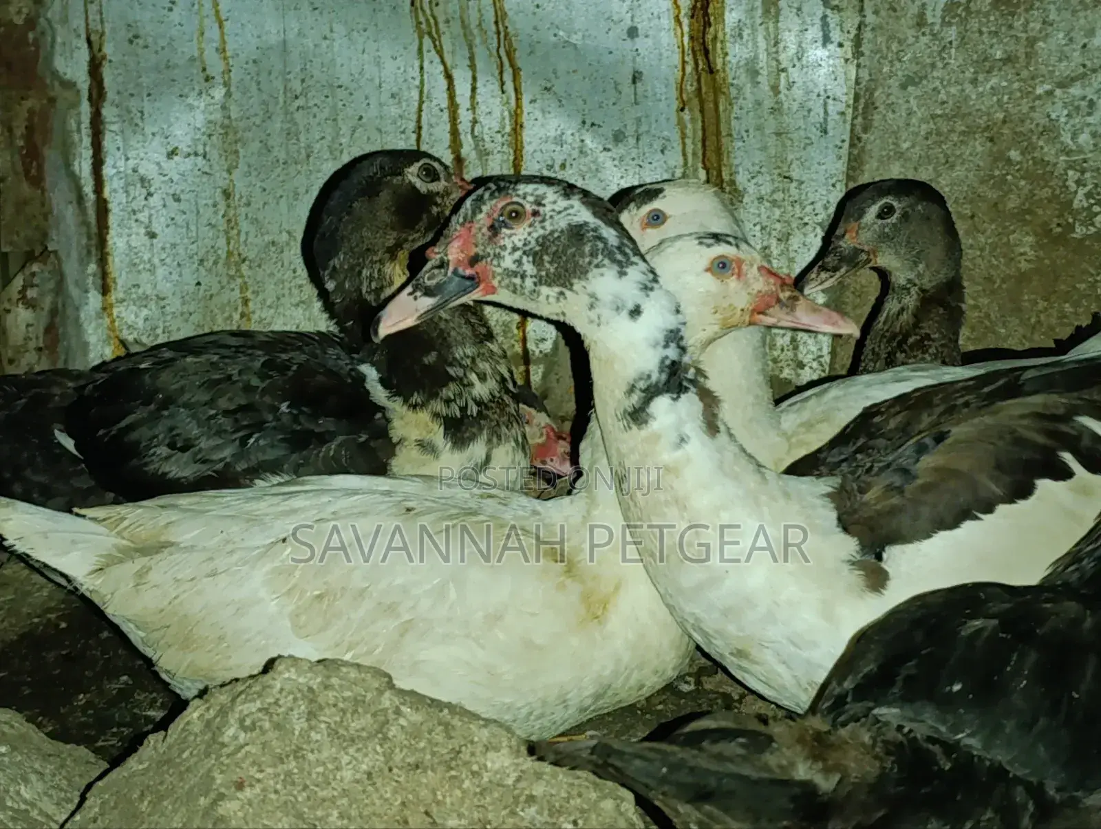 Muscovy Drakes Mature Males and Female Ducks