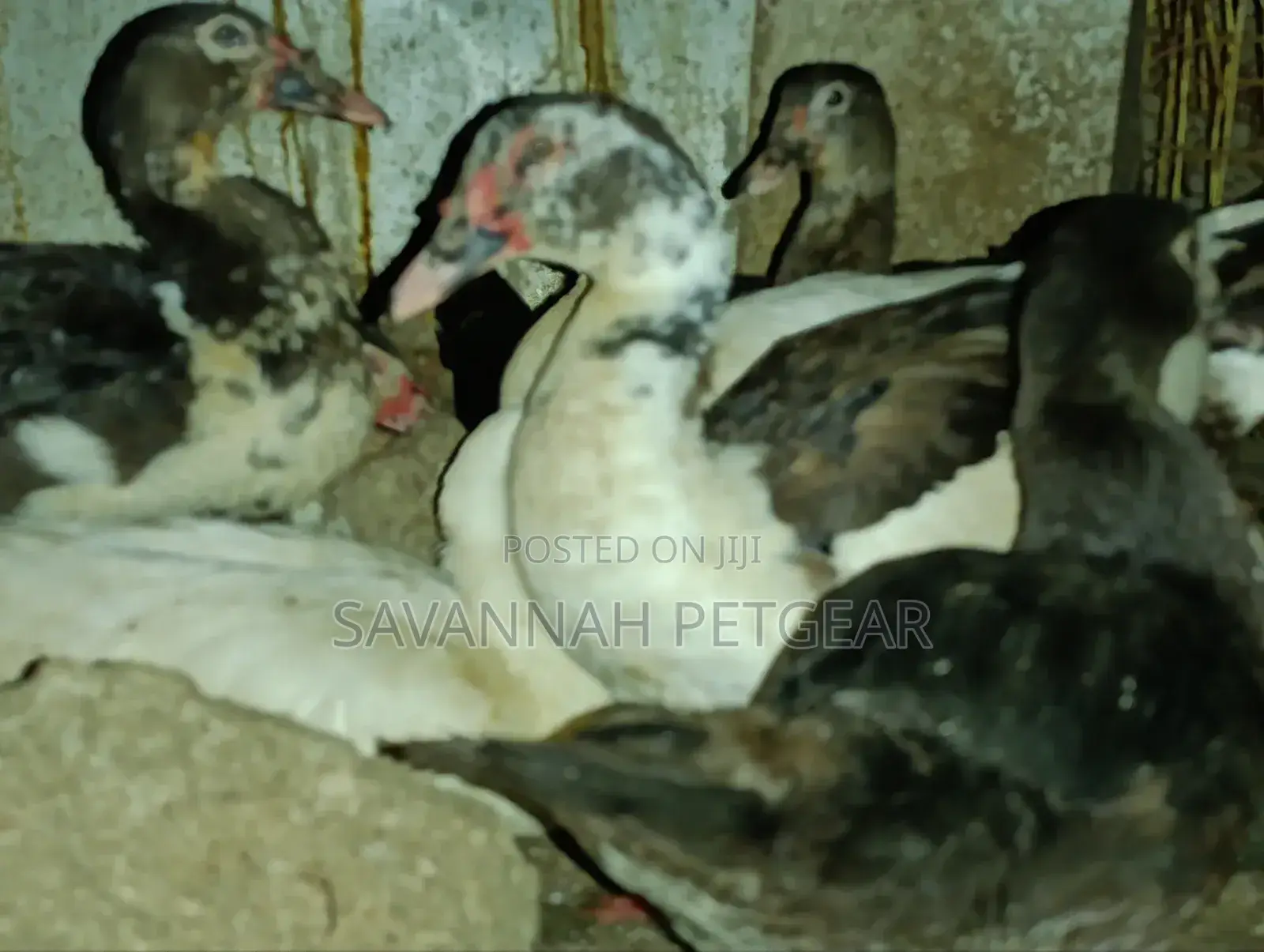 Muscovy Drakes Mature Males and Female Ducks