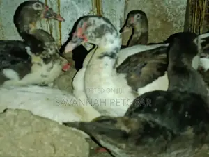 Muscovy Drakes Mature Males and Female Ducks