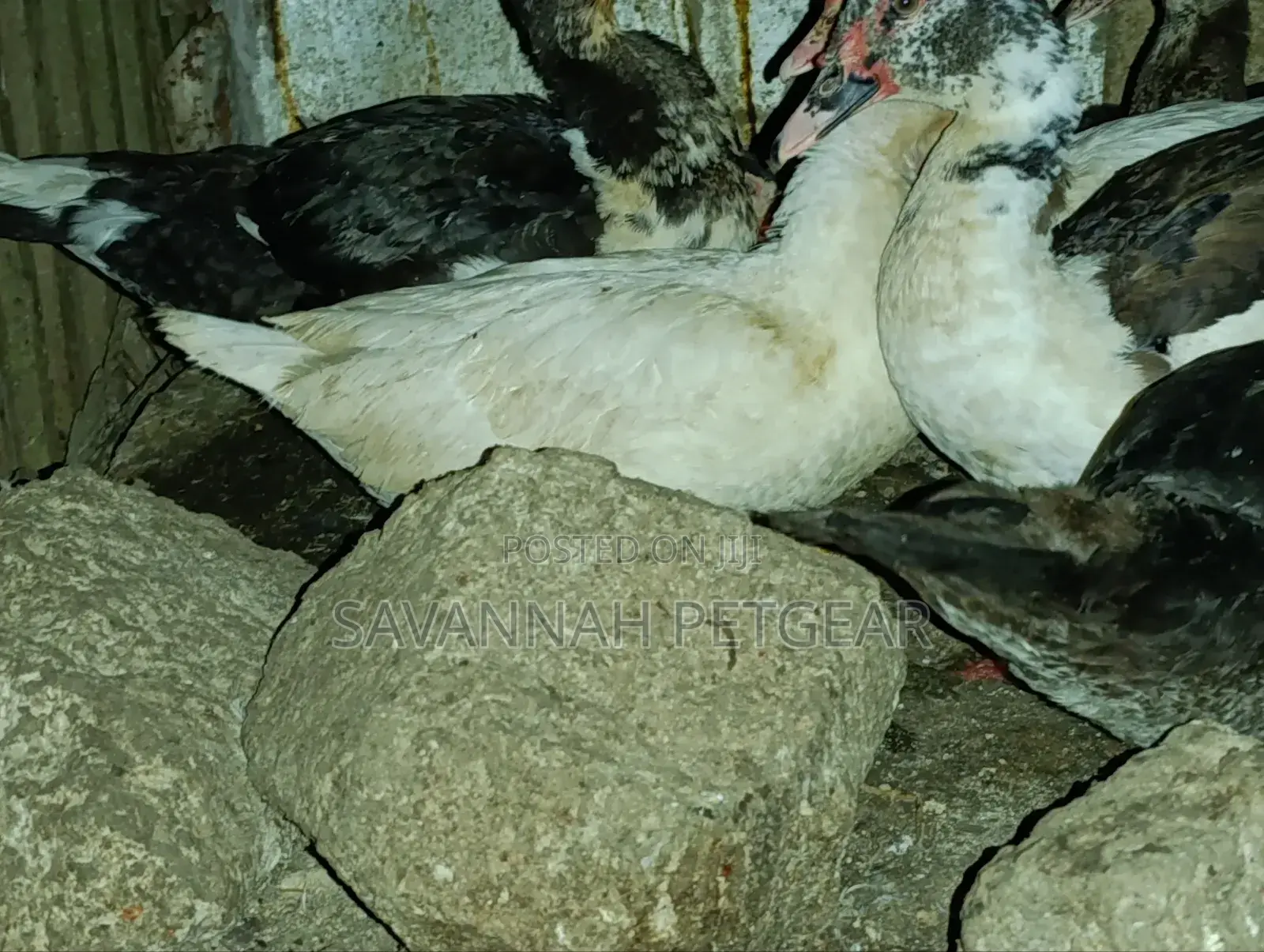 Muscovy Drakes Mature Males and Female Ducks