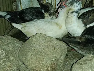 Muscovy Drakes Mature Males and Female Ducks