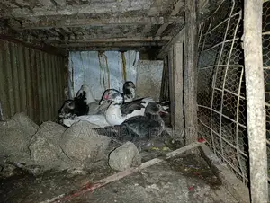 Muscovy Drakes Mature Males and Female Ducks