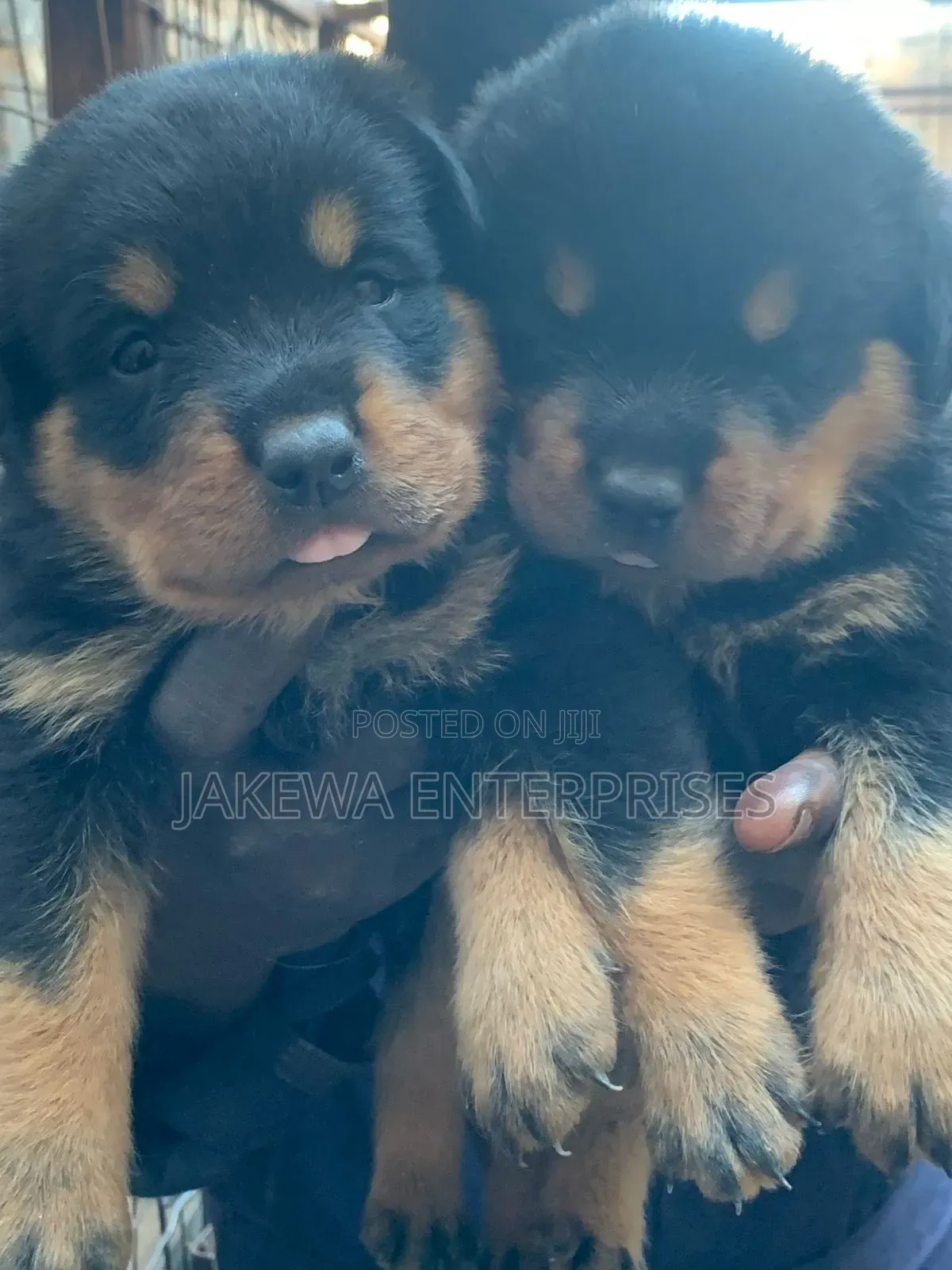 1-3 months Male Purebred Rottweiler